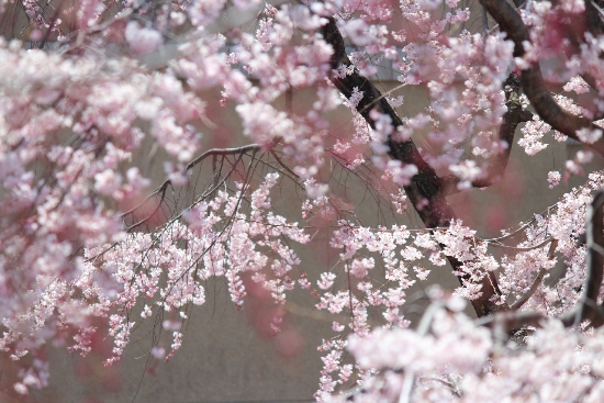 1861-12.4.8祇園枝垂桜　紅枝垂桜ぼかしてＡ.jpg